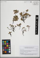Foto von Salix herbacea L.